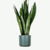 plants ecommerce product featured img 1 plants ecommerce product featured img 1