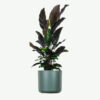 plants ecommerce product featured img 18 plants ecommerce product featured img 18