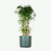 plants ecommerce product featured img 19 plants ecommerce product featured img 19