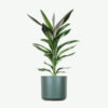 plants ecommerce product featured img 20 plants ecommerce product featured img 20